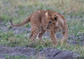 Lion cub close up