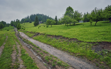 thick morning fog in the summer forest. thick morning fog in the forest at pond. Morning landscape...