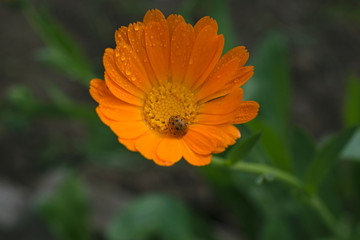Medicinal Calendula after a summer rain.