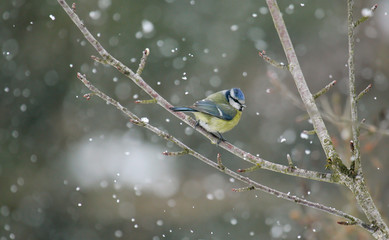 Blaumeise (Cyanistes caeruleus) im Schnee auf Baum sitzend, Brandenburg