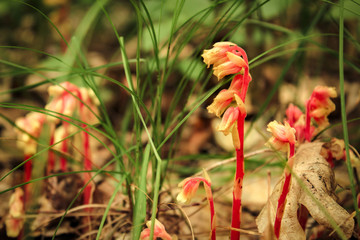 Spotted Coralroot Orchid in Bloom