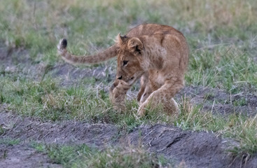 Lion cub in masai mara