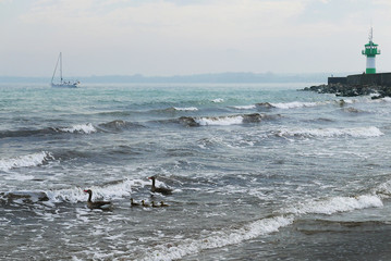 Duck family swimming in th sea, ship, boat, lighthouse