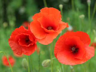 Obraz premium Dusseldorf, Germany - Red Poppies in Bloom in the Spring Time Meadow. Colorful Flowers.