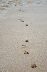 Single pet footsteps in a sand