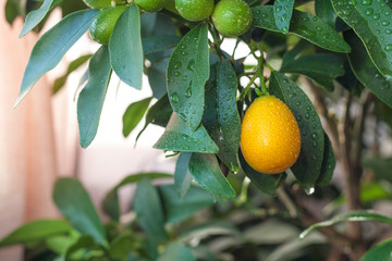 Kumquat tree and ripened fruit home gardening 