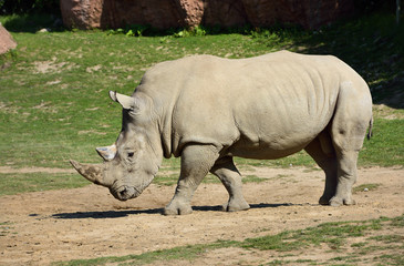 Obraz premium Side view of a walking male Southern White Rhinoceros with trimmed horn