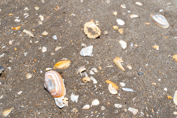 Close-up of beach sand and seashells in Whitianga, Coromandel Peninsula, New Zealand