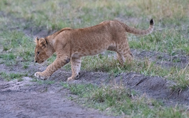 Lion cub