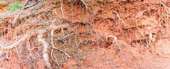 The roots of the tree are gushing from the soil. Graphical structure of tree root with mixed rhythm.