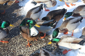 mallard ducks on a snowy street