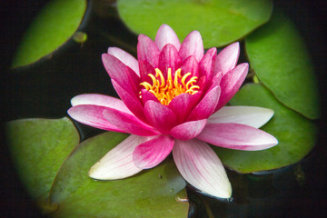 Dusseldorf, Germany - Water Lilly in Bloom in the Pond Water Garden