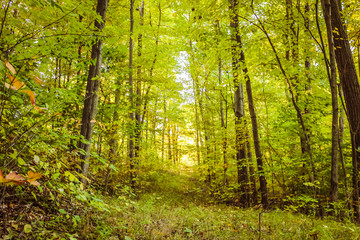 Obraz premium Pathway in Brilliant Autumn Forest