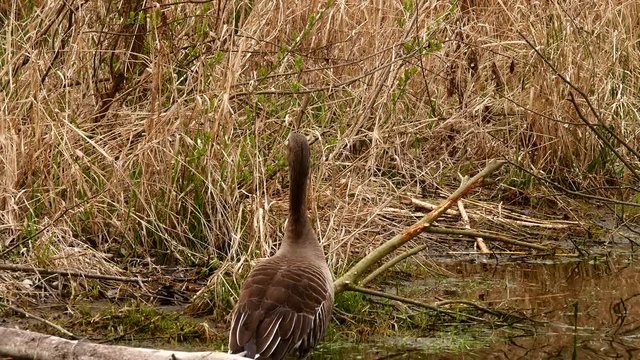 Goose, a bird from the family of ducks. Also known as Mallard. An adult, brown and large goose on the shore of a pond is looking for food. Against the background of old, fallen trees and dry grass.