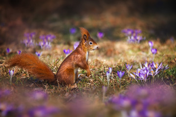 Squirrel in Flower Meadow