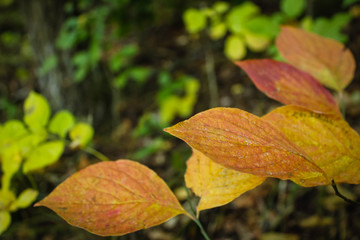 Close Up of Brightly Colored Yellow Autumn Dogwood Leaf