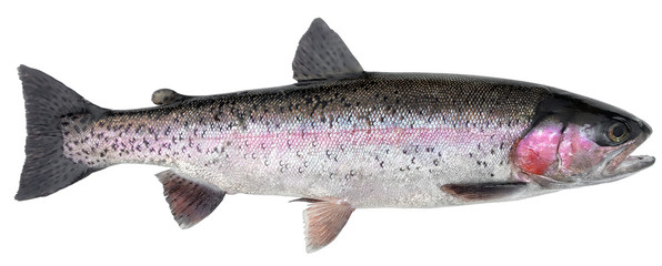 Freshwater fish isolated on white background closeup. The  rainbow trout or the steelhead  is a ...