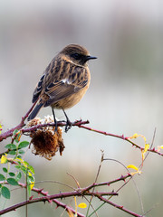 Stonechat, Saxicola rubicola