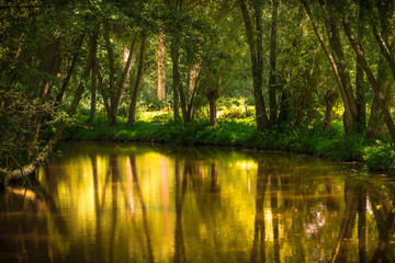 Nettetal, Germany - River Nette in a Forest with Tree Reflections at Sunset. Beautiful River, Peace and Silence in the Forest