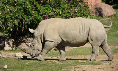 Fototapeta premium Side view of a walking male Southern White Rhinoceros