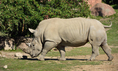 Side view of a walking male Southern White Rhinoceros