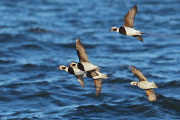 Eisente (Clangula hyemalis) Gruppe im Flug über der Ostsee vor Rügen, Mecklenburg-Vorpommern, Deutschland