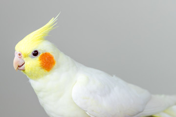 Beautiful white lutino cockatiel with a white background