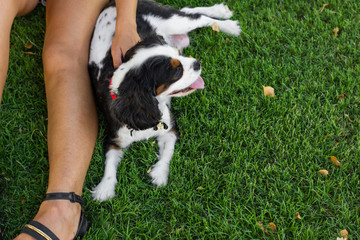 Owner leg and King Charles Cavalier dog portrait lay on a green grass simple background pattern empty copy space for your text  