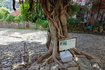 市街地のガジュマル