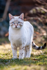 White Snow Bengal Cat Outdoor