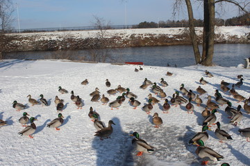 ducks by icy river park