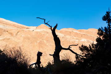 Utah/ united states of America, USA-October 8th 2019: Silhouette of dead tree in arches national park