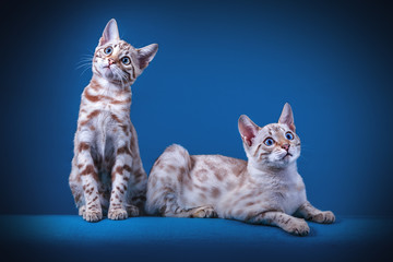 Snow Bengal Kitten