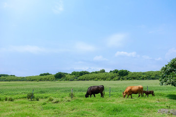 Fototapeta premium 黒島の風景