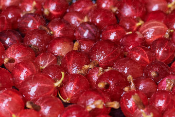 Fresh washed berries gooseberries and cherries with drops of water