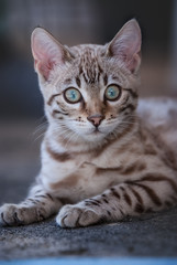 Mink Snow Bengal Kitten