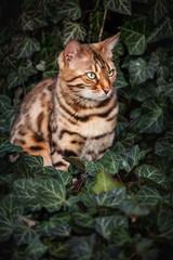 Bengal in Ivy