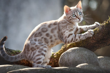 Mink Snow Bengal Kitten sharpening Claws