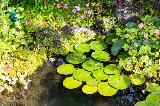 European frog's-bit plant in garden in Whitianga, Coromandel Peninsula, New Zealand