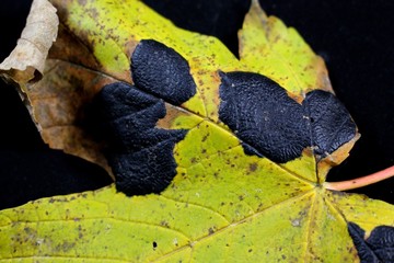 Maple leaf with maple wrinkled scab