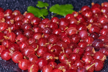 Fresh washed berries gooseberries and cherries with drops of water