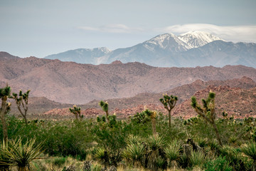 Layers of the desert in Joshua Tree National Park