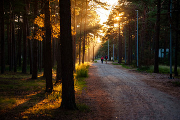 People hiking through the forest in the beautiful summer sunset