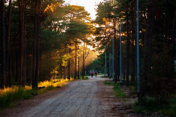 People hiking through the forest in the beautiful summer sunset