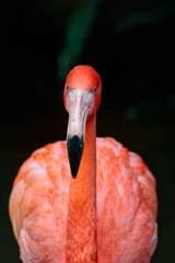 Fotobehang Vertical closeup shot of a red greater flamingo with a natural background © SPIX PRODUCTION