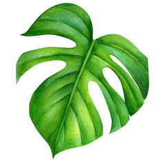 green leaves of monstera creepers on an isolated white background, watercolor illustration, botanical painting