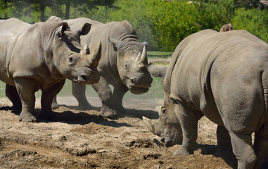 Two females kicking up dust while warding off a male Southern White Rhinoceros