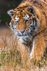 Siberian Tiger running. Beautiful, dynamic and powerful photo of this majestic animal. Set in environment typical for this amazing animal. Birches and meadows