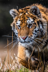 Siberian Tiger running. Beautiful, dynamic and powerful photo of this majestic animal. Set in environment typical for this amazing animal. Birches and meadows