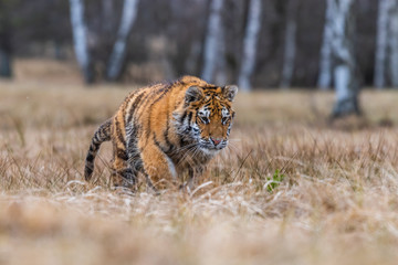 Obraz premium Siberian Tiger running. Beautiful, dynamic and powerful photo of this majestic animal. Set in environment typical for this amazing animal. Birches and meadows